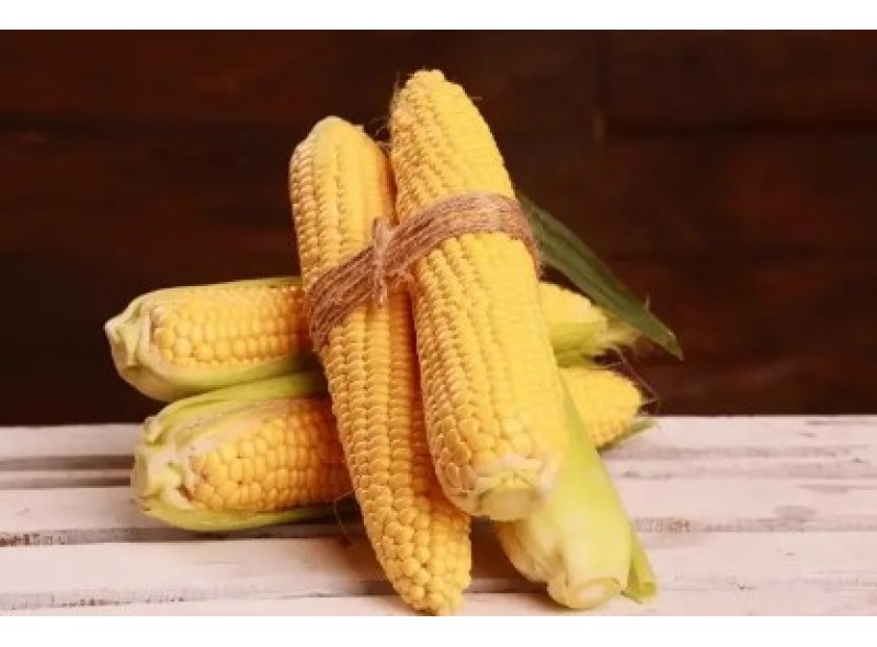 Канзас F1 - семена сахарной кукурузы, 1000сем., Libra Seeds